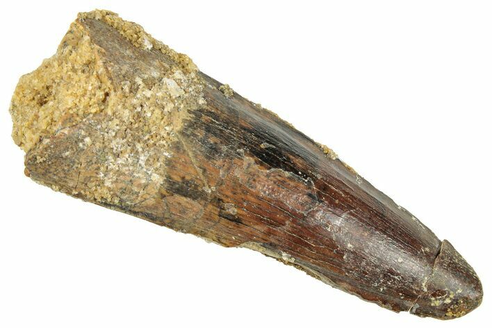 Fossil Spinosaurus Tooth - Real Dinosaur Tooth #326258